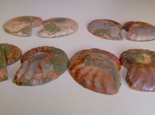 Ammonit - Opaliseret Fossil
